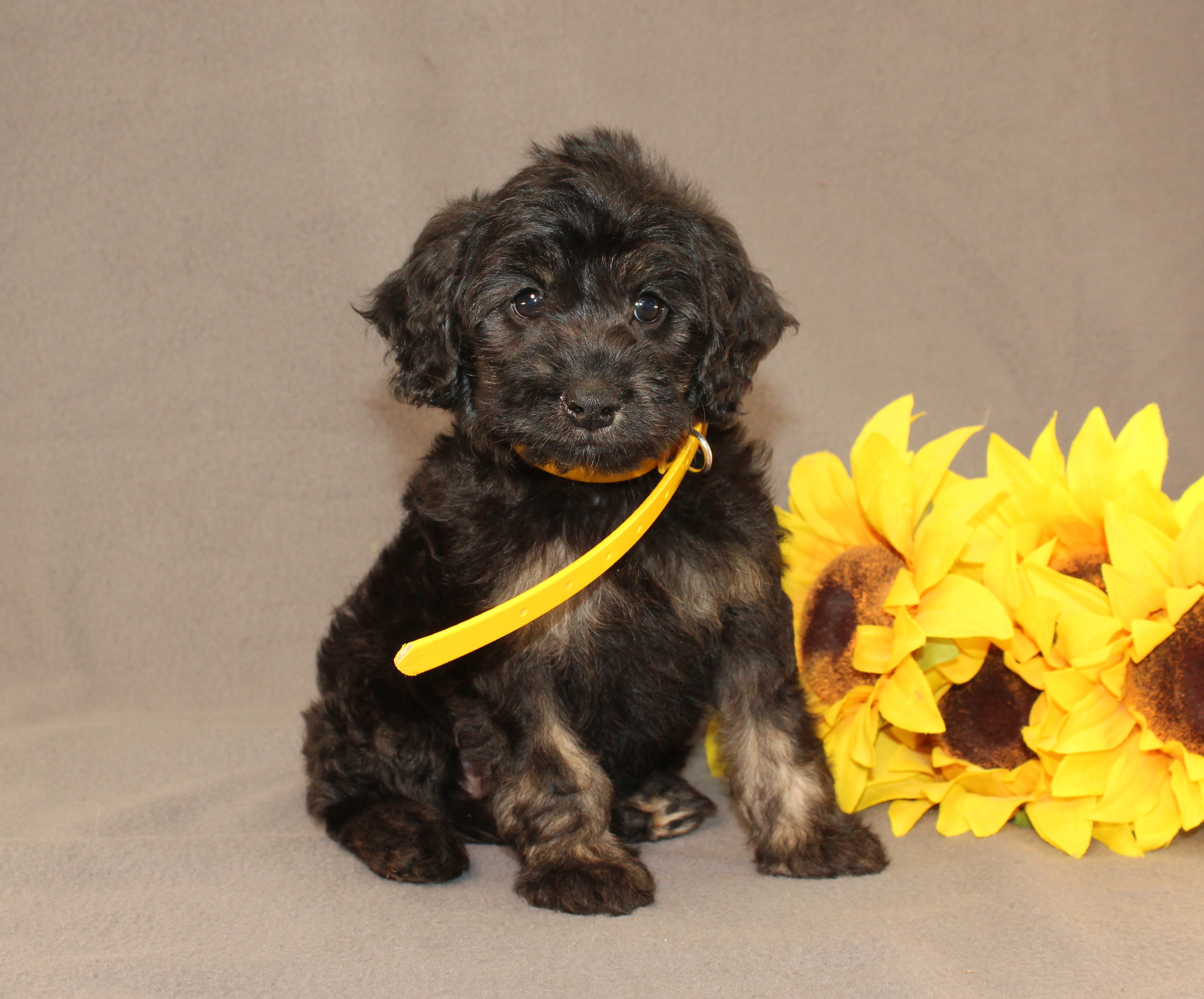 puppy, for, sale, Mini Cavagoldendoodle, Ivan J. Stoltzfus, dog, breeder, Dornsife, PA, dog-breeder, puppy-for-sale, forsale, nearby, find, puppyfind, locator, puppylocator, aca